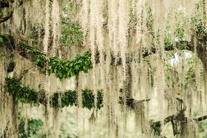 2-Hour Bonaventure Cemetery Walking Tour - How hard is the walk?