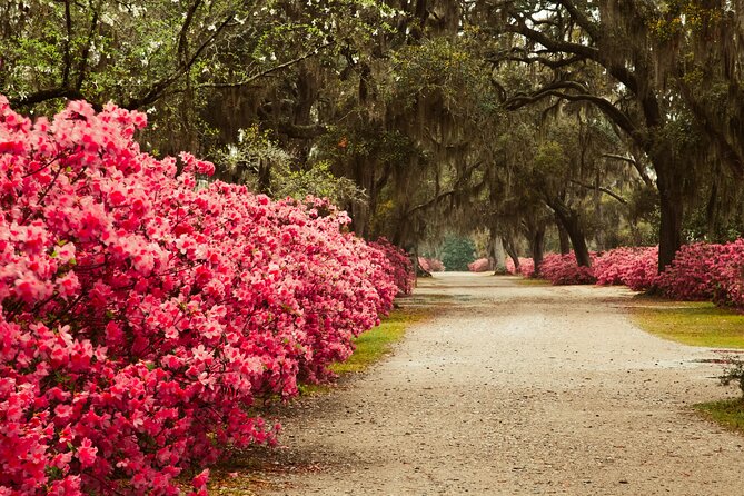 2-Hour Bonaventure Cemetery Walking Tour - Where the tour may fall short