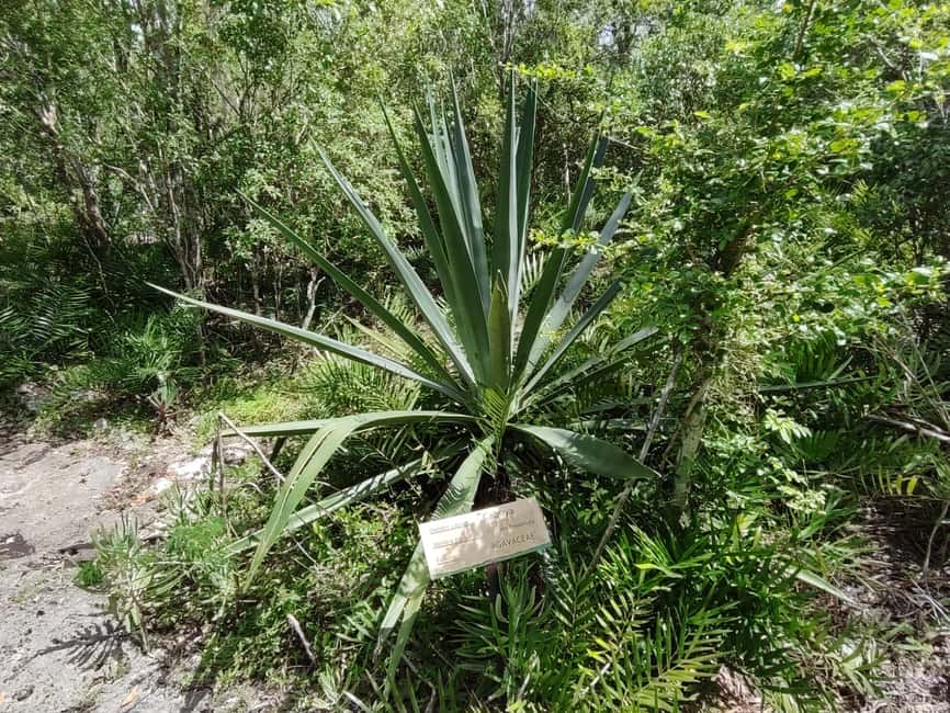 Bayahibe: National Park Jungle Walk & Snorkeling in Cenotes - Should you book it?