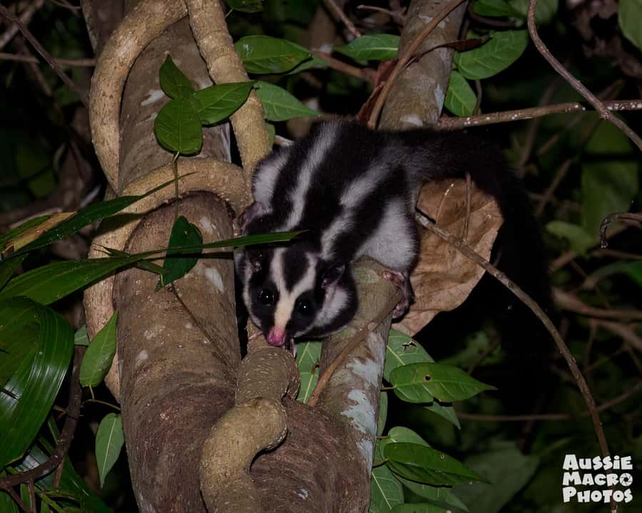 Cairns: Night Walk in Cairns Botanic Gardens - Key things to know before you go
