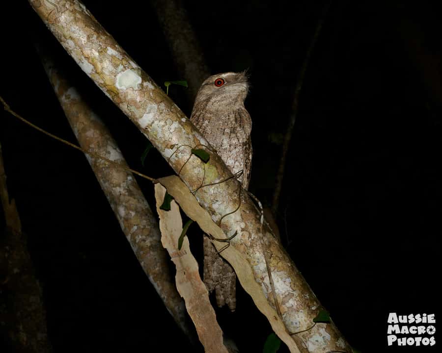 Cairns: Night Walk in Cairns Botanic Gardens - Who should book this night walk