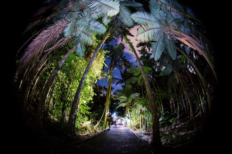 Cairns: Night Walk in Cairns Botanic Gardens - Why Cairns Botanic Gardens changes after dark