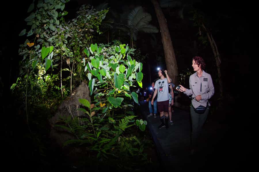 Cairns: Night Walk in Cairns Botanic Gardens - Frogs, spiders, and the small creatures you might miss