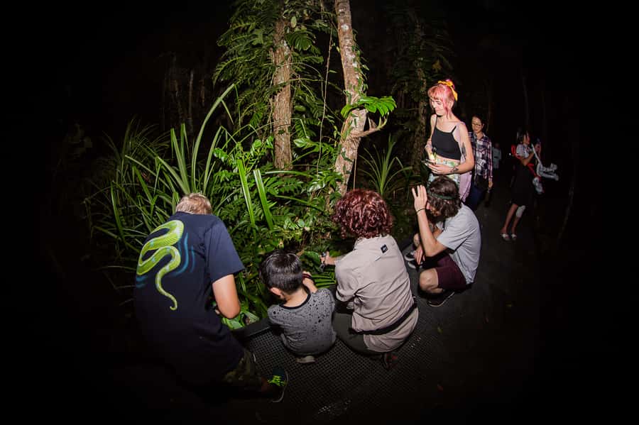 Cairns: Night Walk in Cairns Botanic Gardens - Possums, frogmouths, flying foxes, and snakes