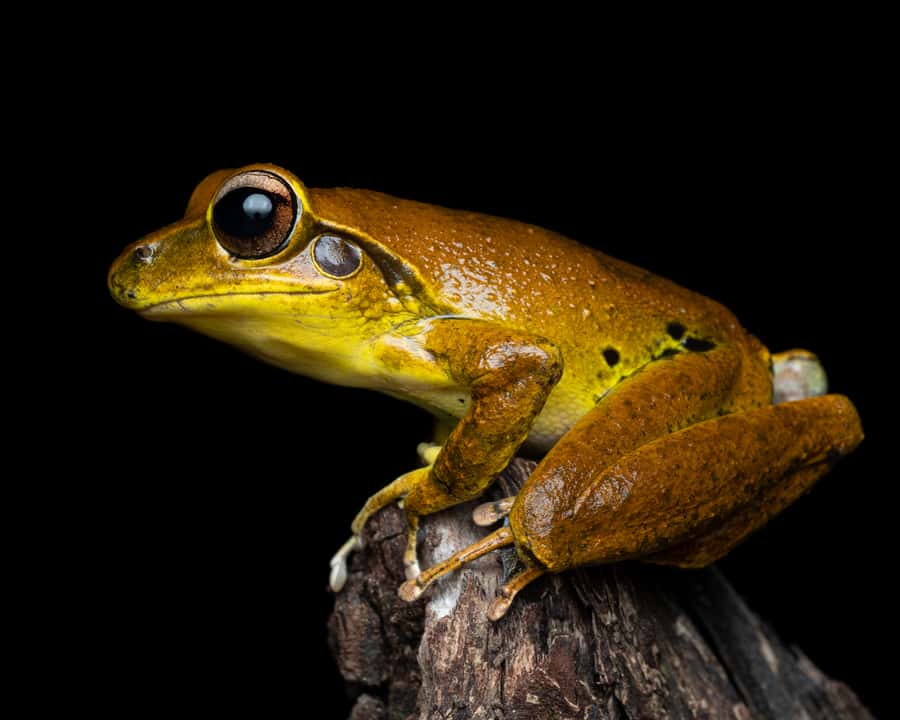 Cairns: Night Walk in Cairns Botanic Gardens - A good photography walk for beginners
