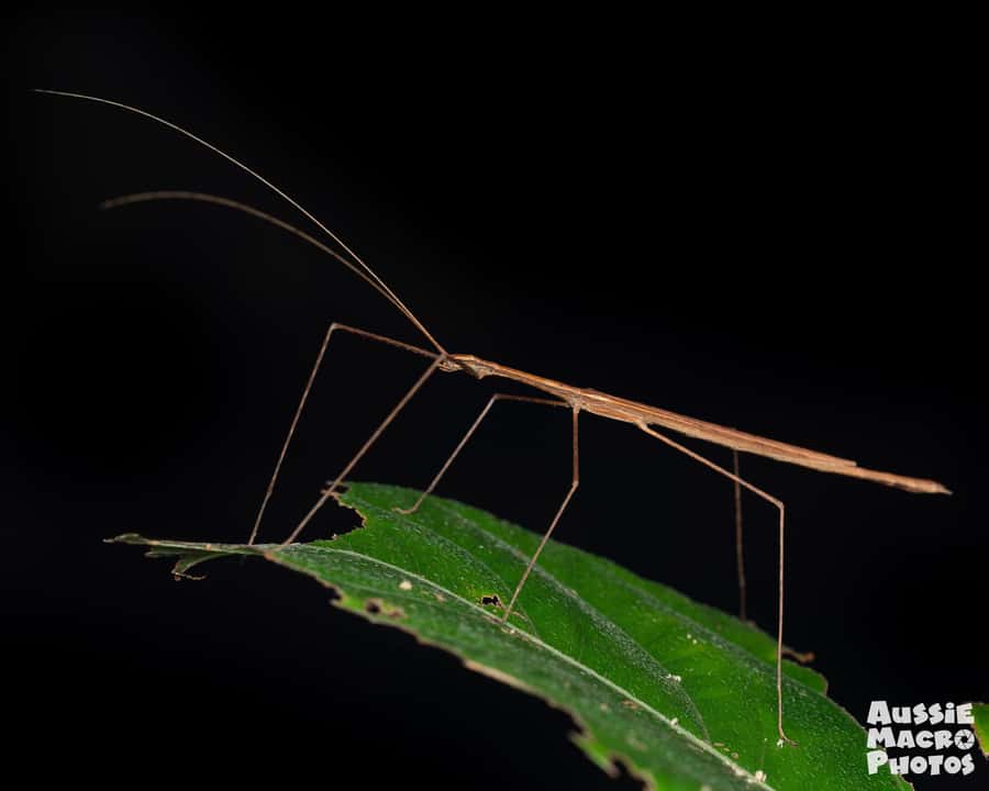 Cairns: Night Walk in Cairns Botanic Gardens - Weather, insects, and other practical realities