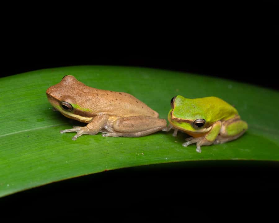 Cairns: Night Walk in Cairns Botanic Gardens - Meeting point, timing, and value at $56