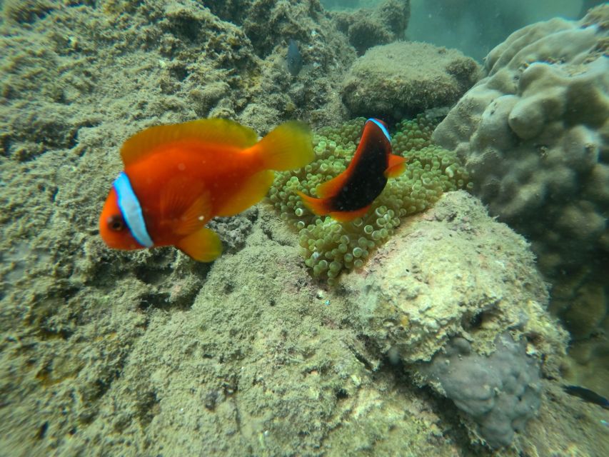Cham Island: Underwater Walking & Snorkeling Tour - What you may see below the surface