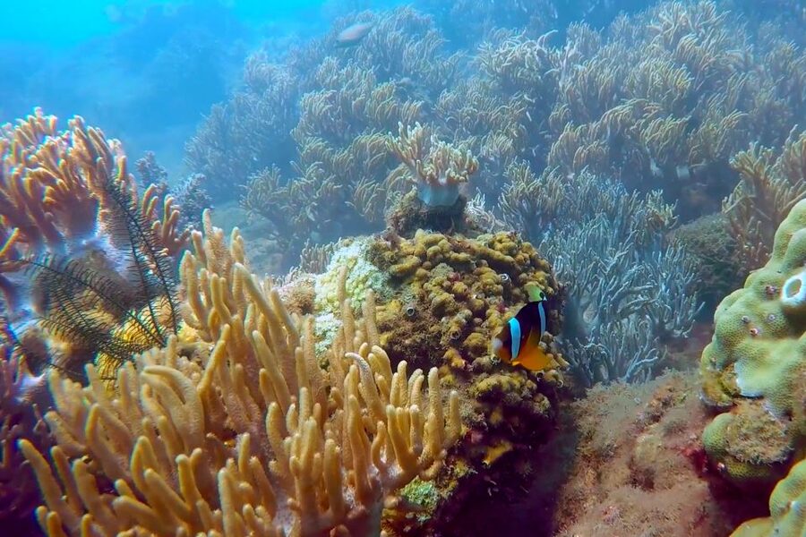 Cham Island: Underwater Walking & Snorkeling Tour - Safety, comfort, and who should skip it