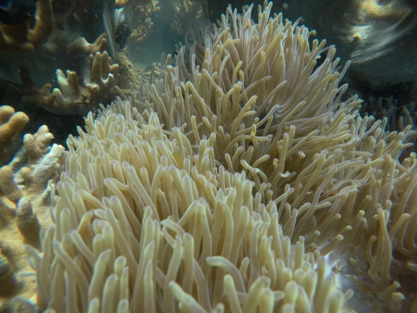 Cham Island: Underwater Walking & Snorkeling Tour - Photos, drinks, and the small extra costs
