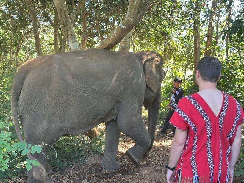 Chiang Mai Untouched Elephant: Nature Walk & Waterfall Trek - Meeting the elephants without saddles or hooks