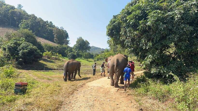 Chiang Mai Untouched Elephant: Nature Walk & Waterfall Trek - Walking through the jungle at elephant pace
