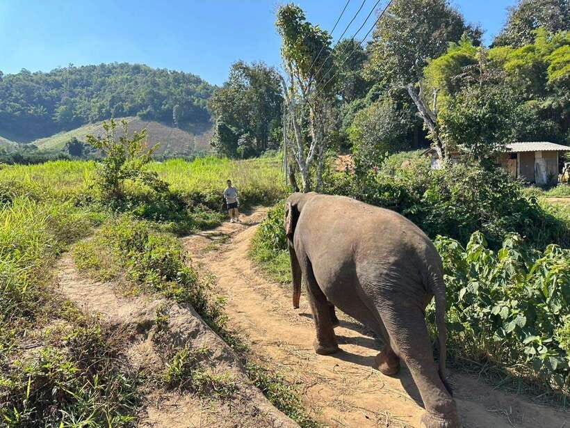 Chiang Mai Untouched Elephant: Nature Walk & Waterfall Trek - Mae Wang Waterfall after the elephants