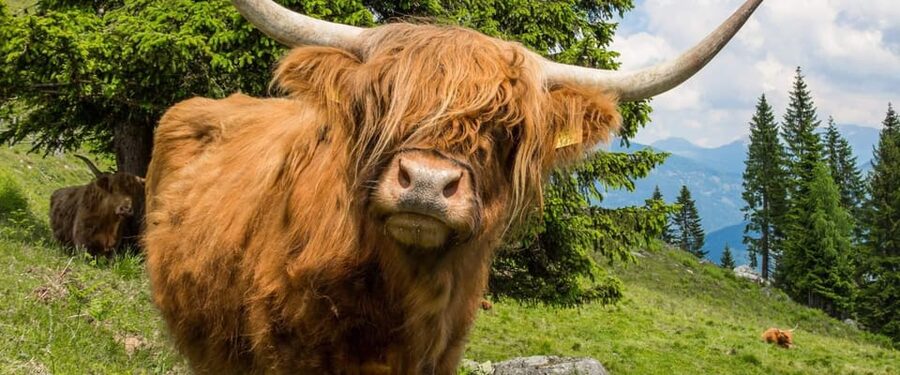Edinburgh: Loch Ness, Scenic Walk, Glencoe & Whisky Day Tour - Loch Ness: cruise or shore time?
