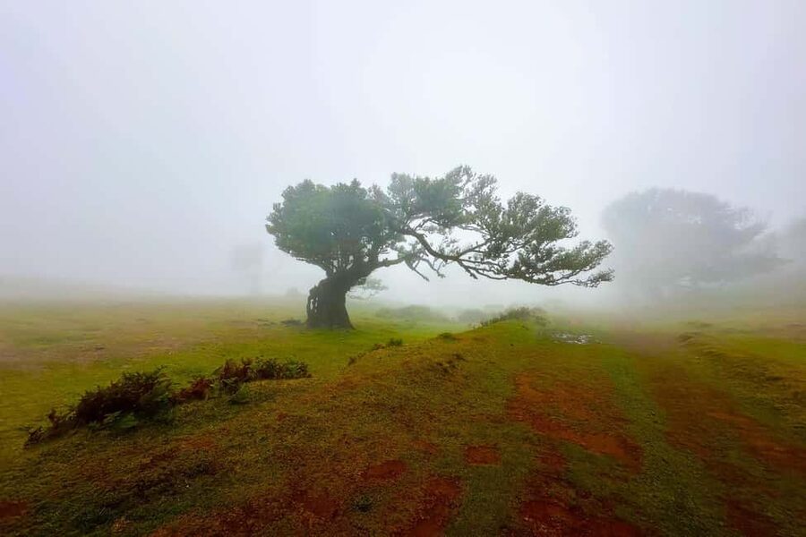 Fanal / Assobiadores - Levada Walk - From Paul da Serra’s Open Plateau to Fanal’s Old Forest