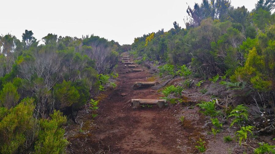 Fanal / Assobiadores - Levada Walk - Should You Book the Paul da Serra to Fanal Walk?