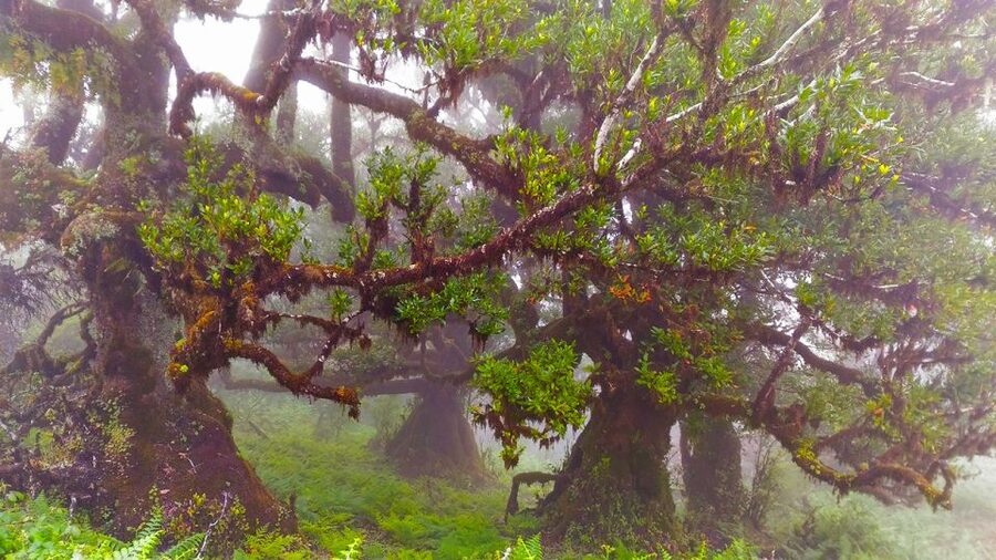 Fanal / Assobiadores - Levada Walk - Fanal and the Ancient Laurissilva Trees