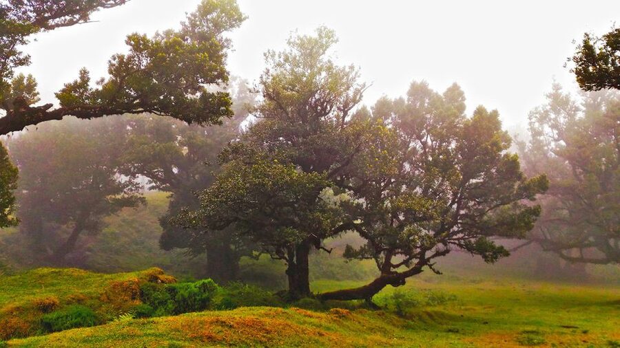Fanal / Assobiadores - Levada Walk - The Guide Can Shape the Whole Day