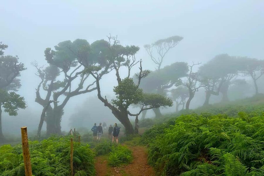 Fanal / Assobiadores - Levada Walk - Lunch, Pickup, and the Eight-Hour Schedule