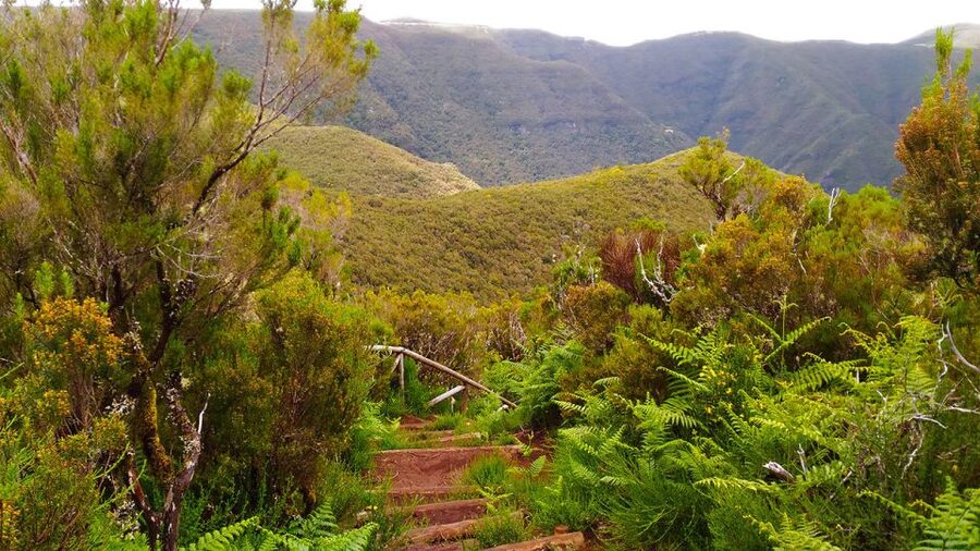 Fanal / Assobiadores - Levada Walk - Is the $50 Price Good Value?