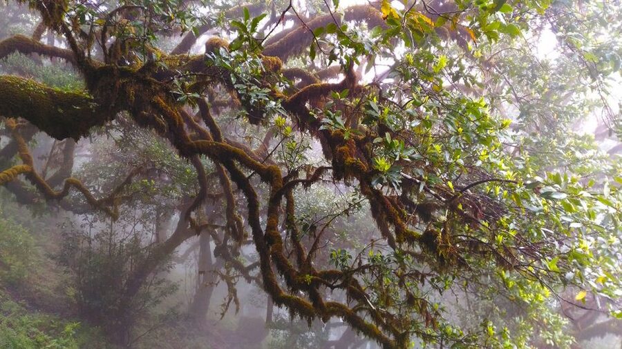 Fanal / Assobiadores - Levada Walk - Who Should Book This Walk?