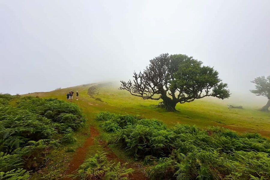 Fanal / Assobiadores - Levada Walk - The Plateau Gives You Space to See Madeira