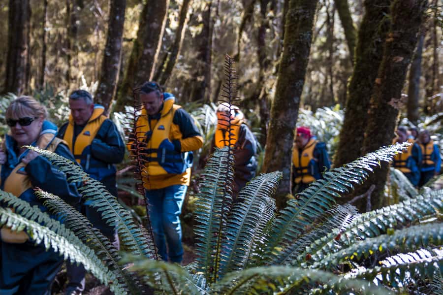 Fiordland: Jet Boat & Nature Walk Experience from Te Anau - The 15-minute walk through ancient beech forest