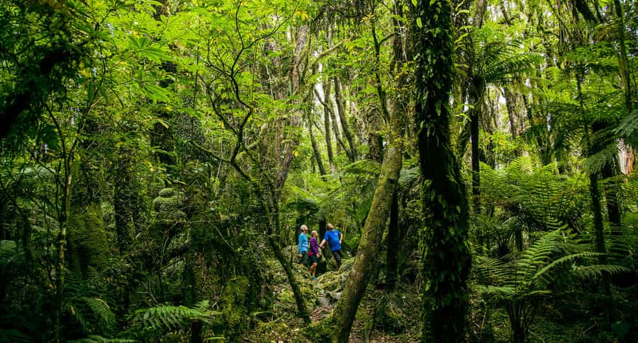 Fox Glacier: Half Day Walking & Nature Tour with Local Guide - A simple afternoon from Franz Josef or Fox Glacier