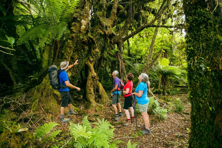 Fox Glacier: Half Day Walking & Nature Tour with Local Guide - Reaching the public glacier viewpoint