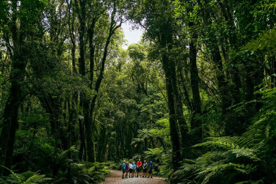 Fox Glacier: Half Day Walking & Nature Tour with Local Guide - West Coast weather is part of the experience