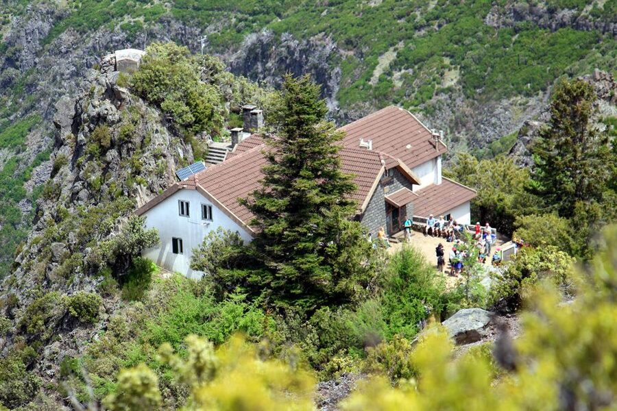 From Funchal: Madeira Peaks Mountain Walk - Plants, old trees, and the character of the high country