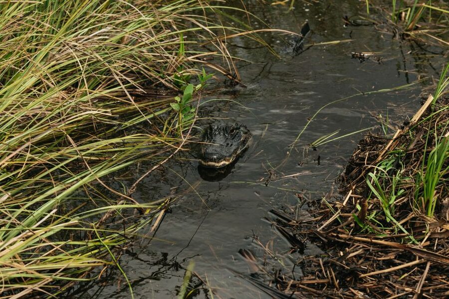 From Miami: Everglades Airboat Ride and Nature Walk - A short Miccosukee cultural visit