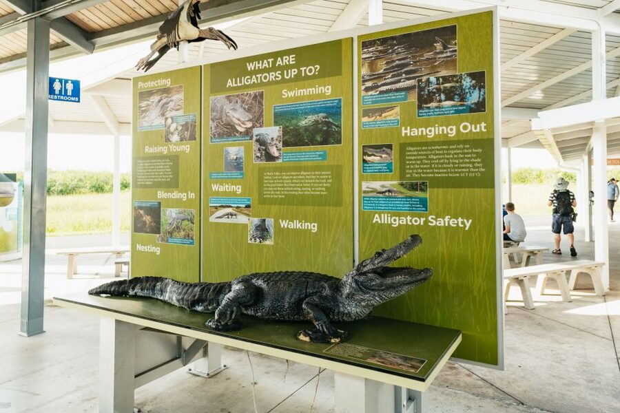 From Miami: Everglades Airboat Ride and Nature Walk - Is $189 good value?