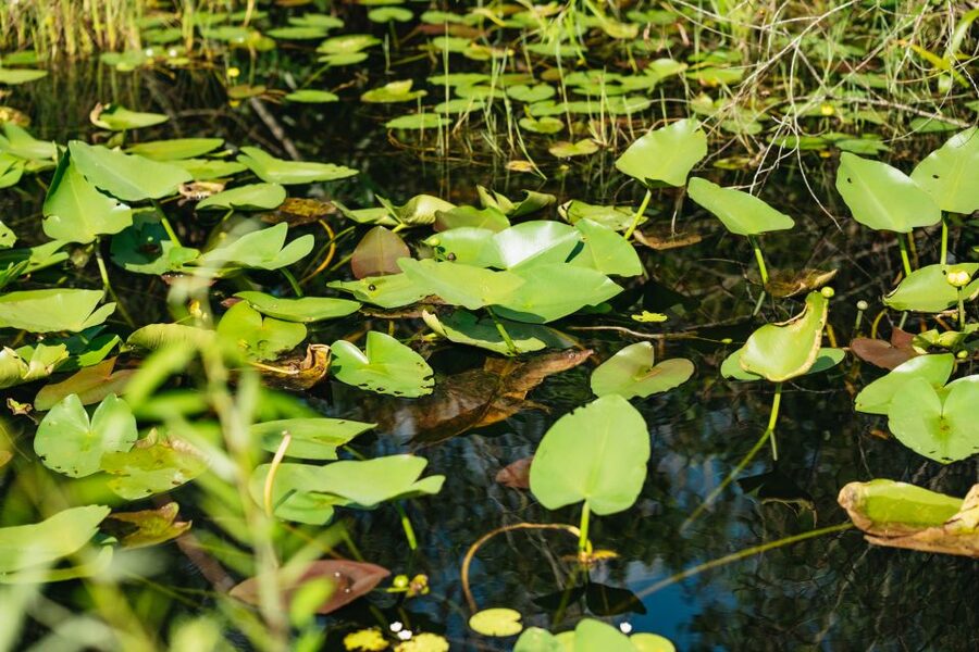 From Miami: Everglades Airboat Ride and Nature Walk - Timing, cancellation, and who should book