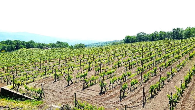 From Taormina: Etna Walking Tour and Wine Tasting in Winery - Weather, clothing, and physical effort