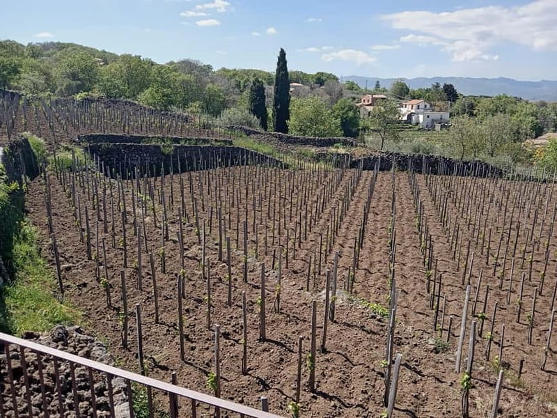 From Taormina: Etna Walking Tour and Wine Tasting in Winery - Who should book this Etna experience