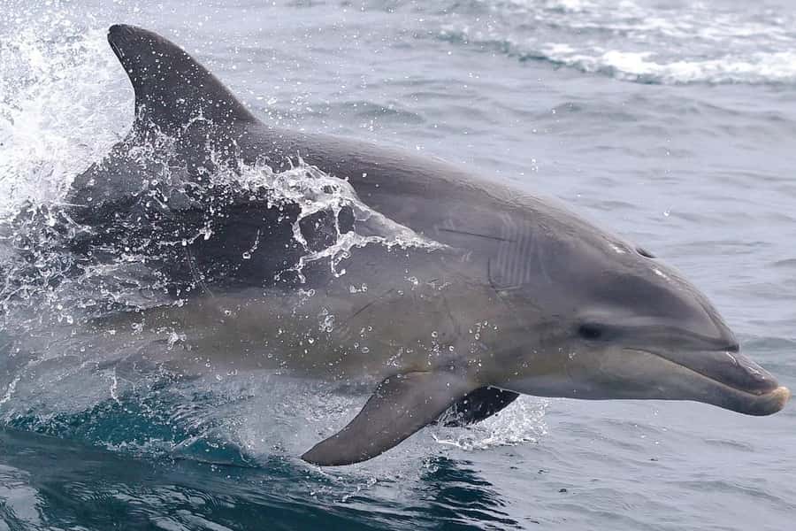 From Triabunna: Maria Island Cruise & Guided Walk with Lunch - Darlington’s convict buildings and the afternoon walk