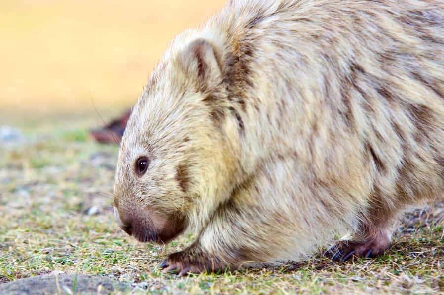 From Triabunna: Maria Island Cruise & Guided Walk with Lunch - FAQ