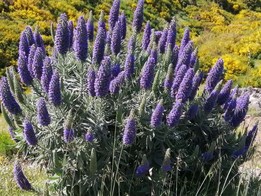 Funchal: Nuns Valley Easy Walk with Mountain Surroundings - Pico dos Barcelos gives you the city at a glance