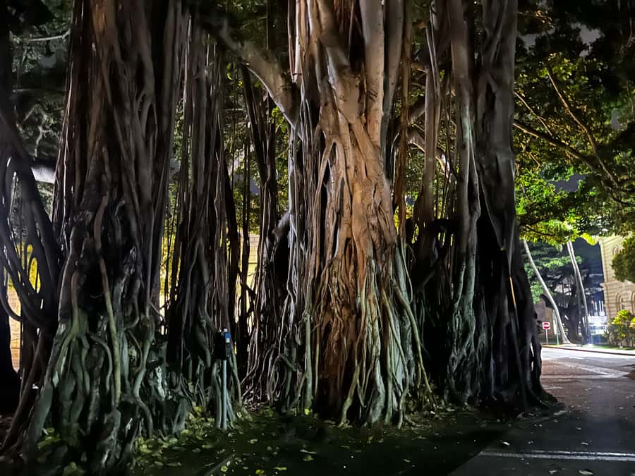 Honolulu Haunts: Ghosts and Spirits Walking Tour - Who Should Book Honolulu Haunts