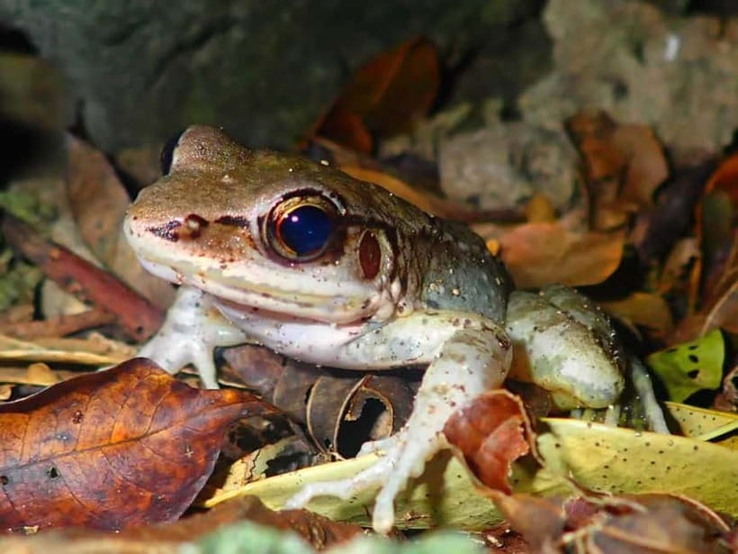 Ishigaki: Jungle Walk and Stargazing Night Tour - Key points to know before booking