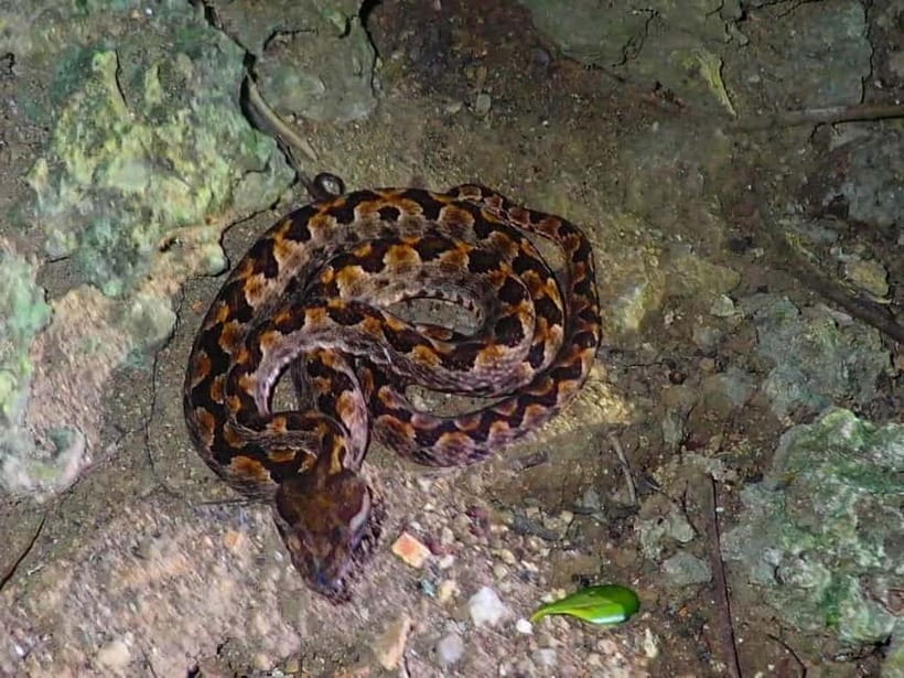 Ishigaki: Jungle Walk and Stargazing Night Tour - Walking the jungle with a flashlight