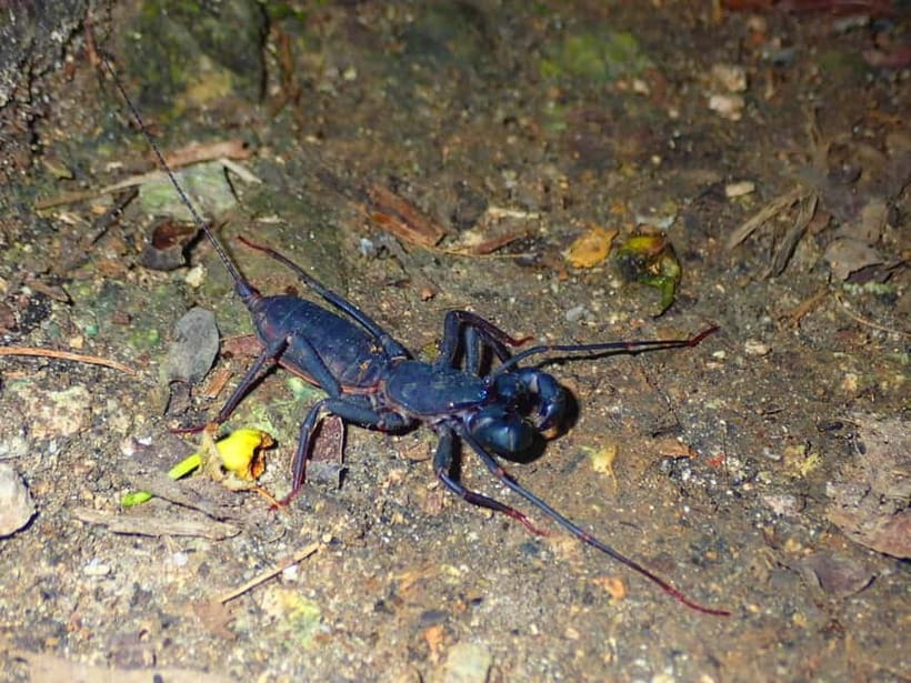 Ishigaki: Jungle Walk and Stargazing Night Tour - From coral crabs to coconut crabs