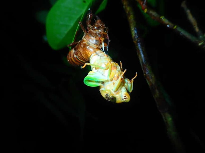 Ishigaki: Jungle Walk and Stargazing Night Tour - What the $31 price really buys you