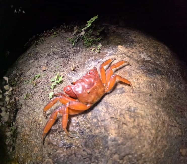 Ishigaki: Jungle Walk and Stargazing Night Tour - Should you book the Ishigaki night tour?