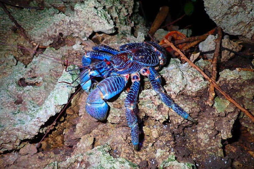 Ishigaki: Jungle Walk and Stargazing Night Tour - Meeting at the red mailbox