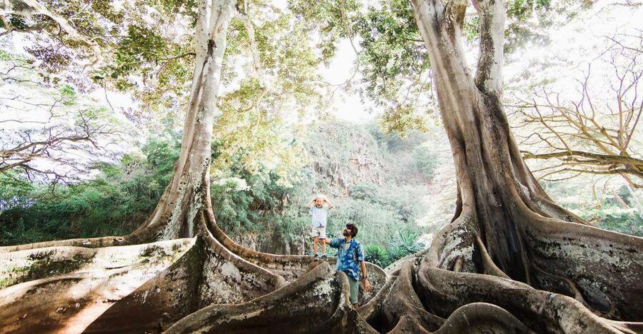 Kauai: Allerton Garden Guided Group Walking Tour - The Moreton Bay figs deliver the movie moment