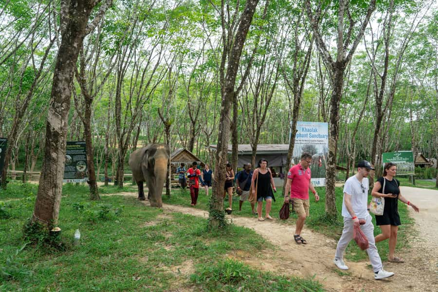 Khao Lak: 2-Hour Elephant Sanctuary Eco-Walk with Guided - Water, bathing, and the limits of hands-on contact