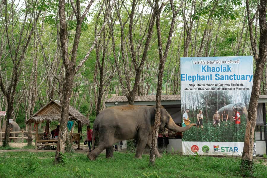 Khao Lak: 2-Hour Elephant Sanctuary Eco-Walk with Guided - How ethical is this elephant experience?