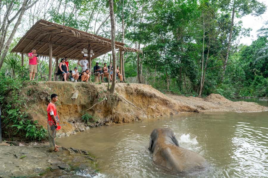 Khao Lak: 2-Hour Elephant Sanctuary Eco-Walk with Guided - Is $73 good value for two to three hours?